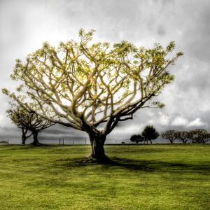 tree